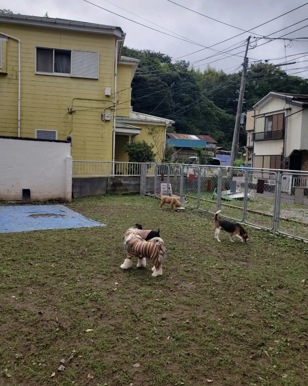 ランでたくさん遊んだわんこさん♥️