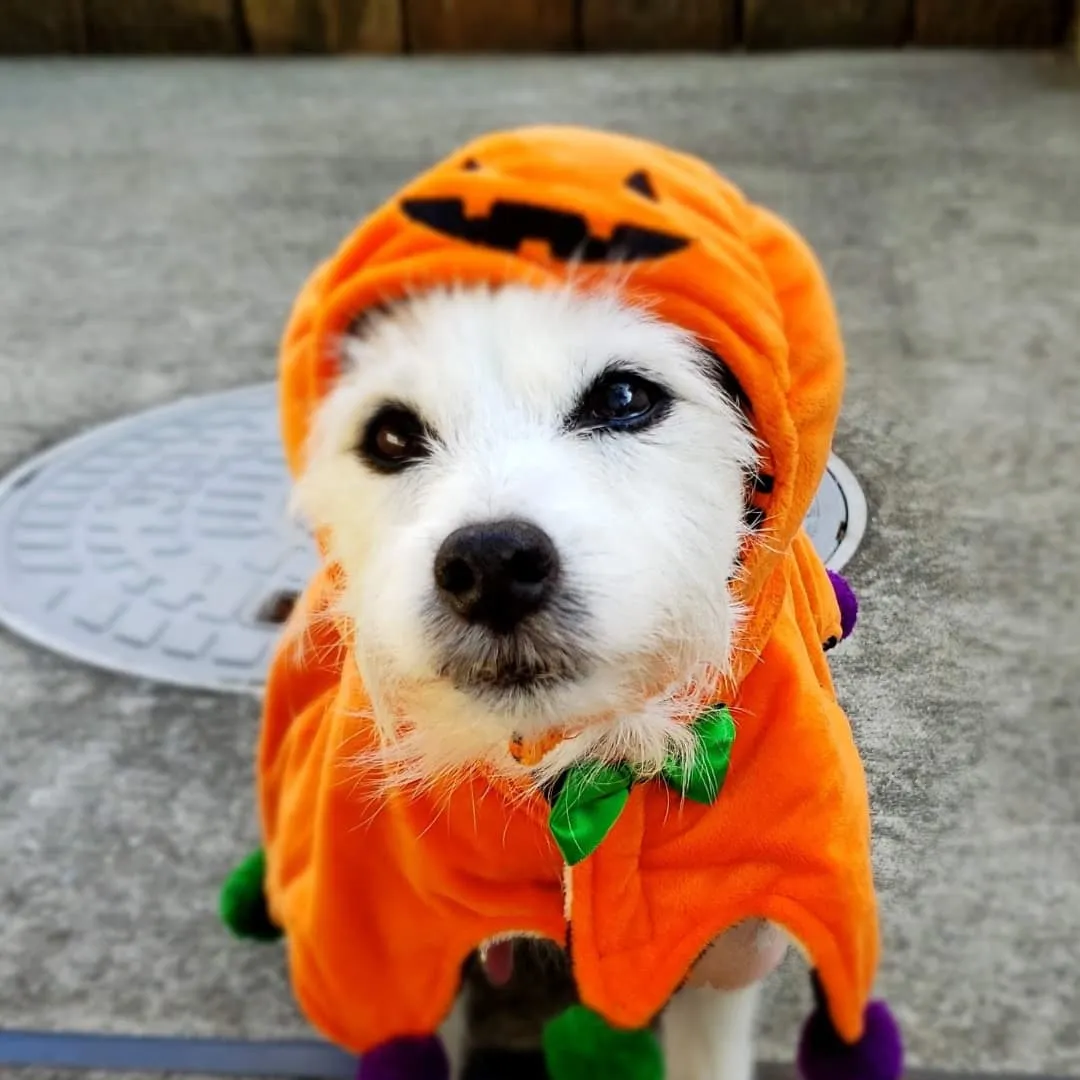 キュートなハロウィン🎃