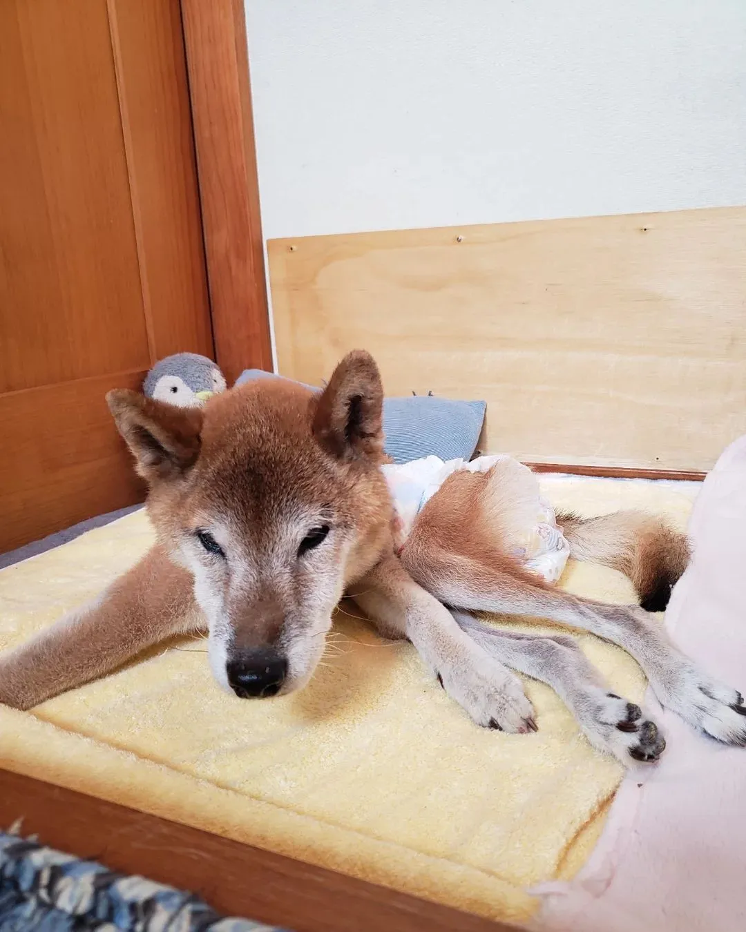 シニア犬のももちゃんとりゅう君💓