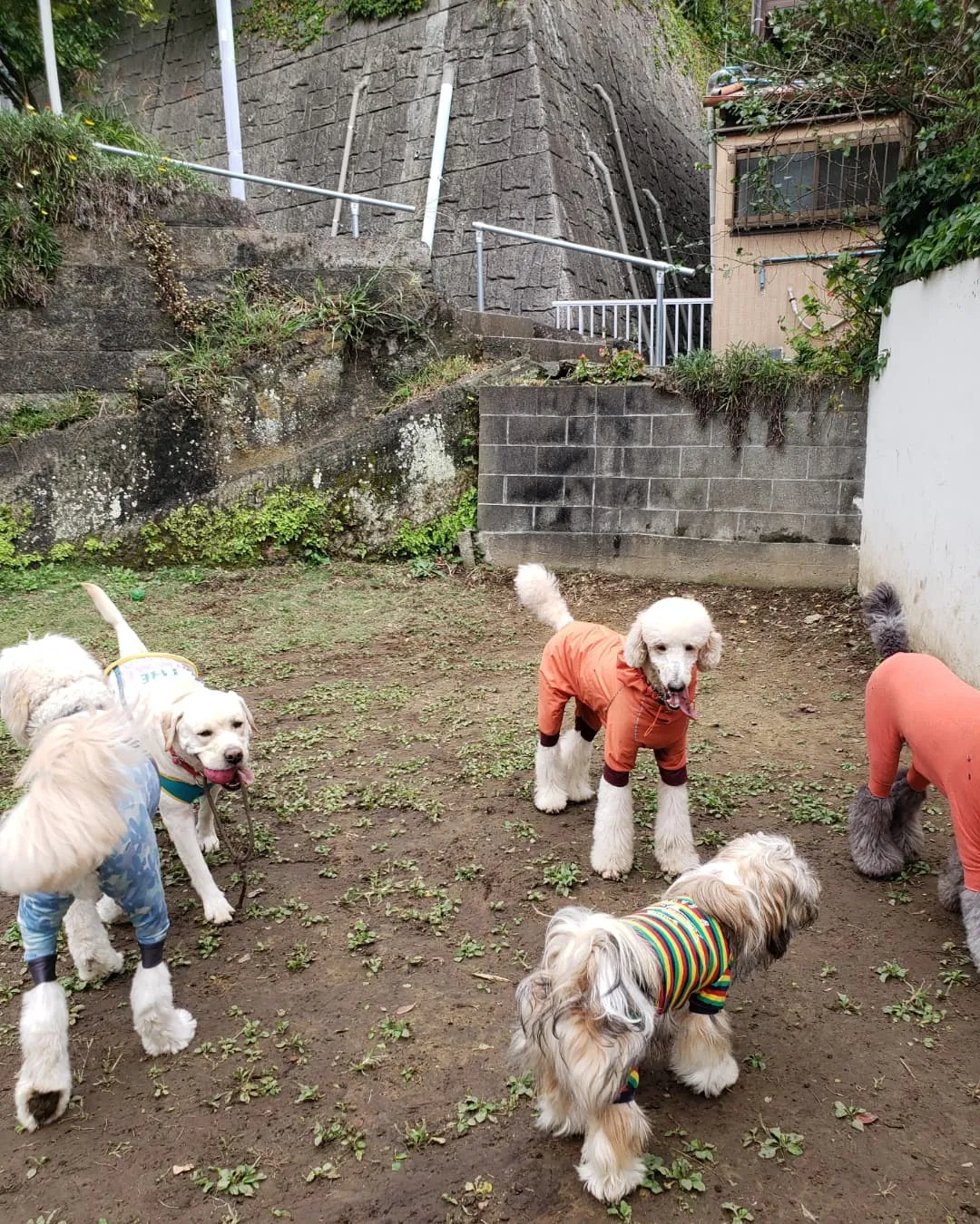 みんなでお散歩へ行ってきました♪