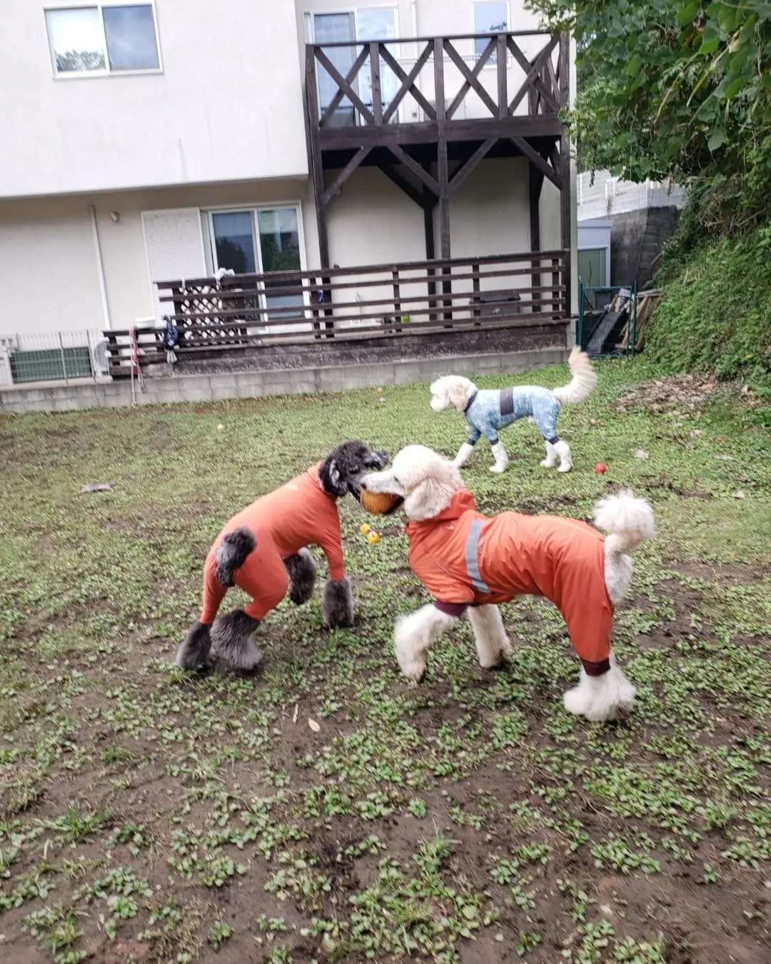 みんなでお散歩へ行ってきました♪