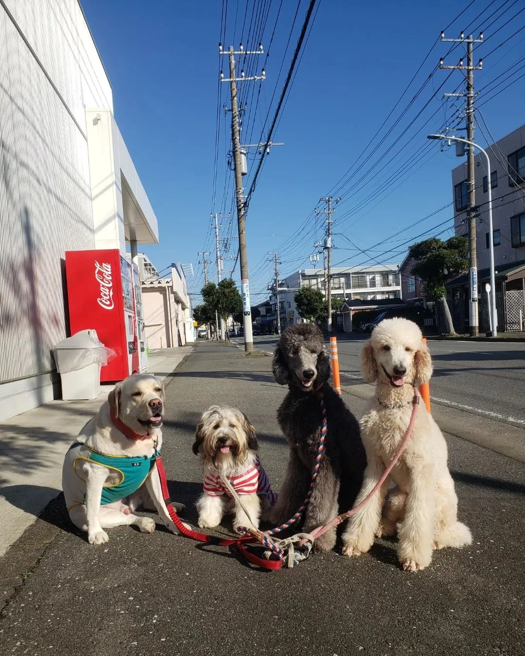 良いお天気になったのでたっぷりお散歩へ行きました♪