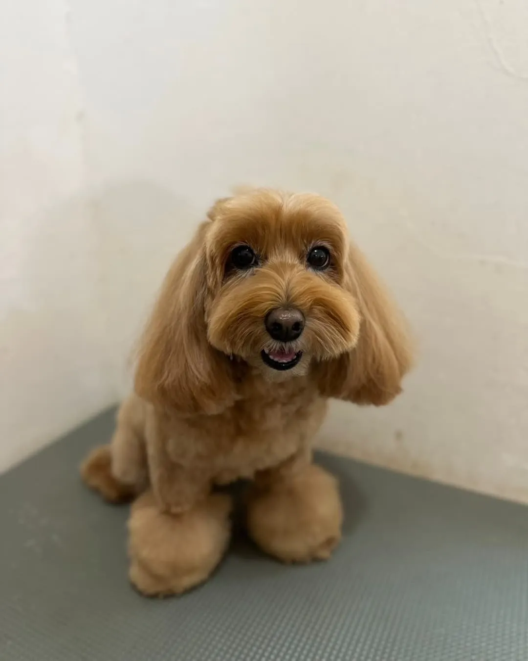 お部屋で遊ぶわんこさん♥️