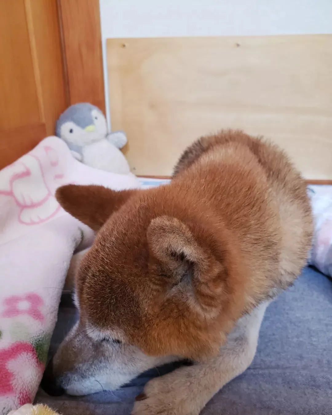 シニア犬のお世話にいきました🎵