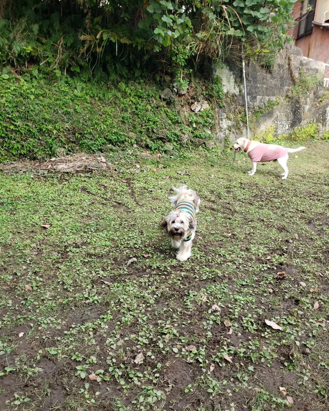 2ぴきで遊ぶロデイとまーちゃん♥️