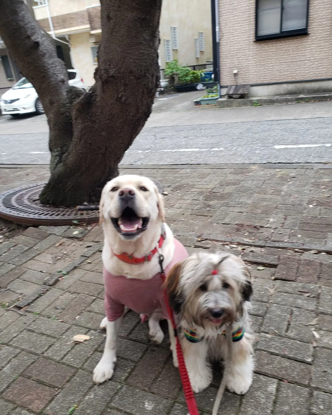 2ぴきで遊ぶロデイとまーちゃん♥️