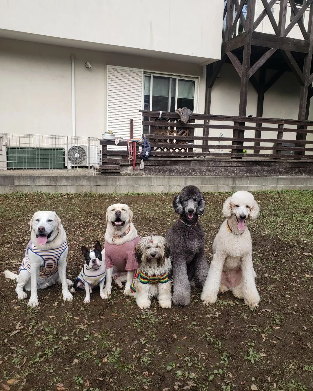 ランで楽しく遊ぶわんこさん💓 | ブログ | 神奈川県三浦市のペットシッターならわんこといっしょ