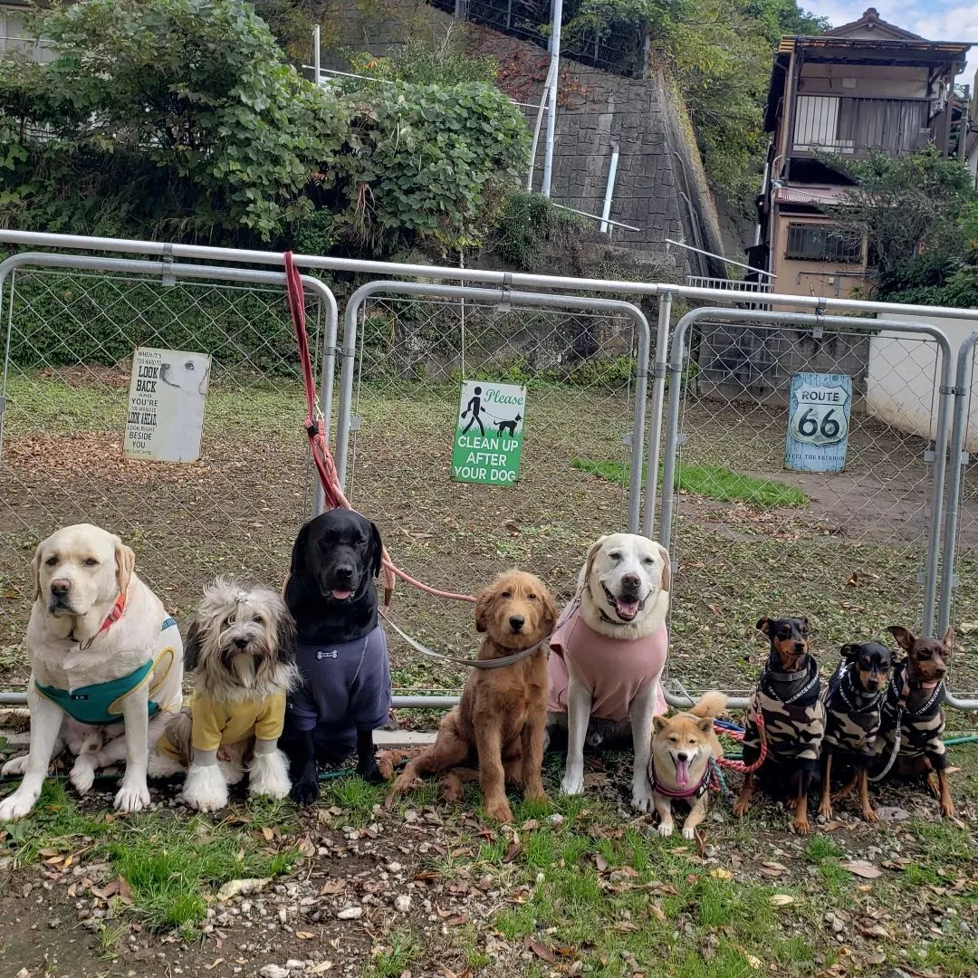 寒くなりましたが大型犬にとっては快適なようです😊