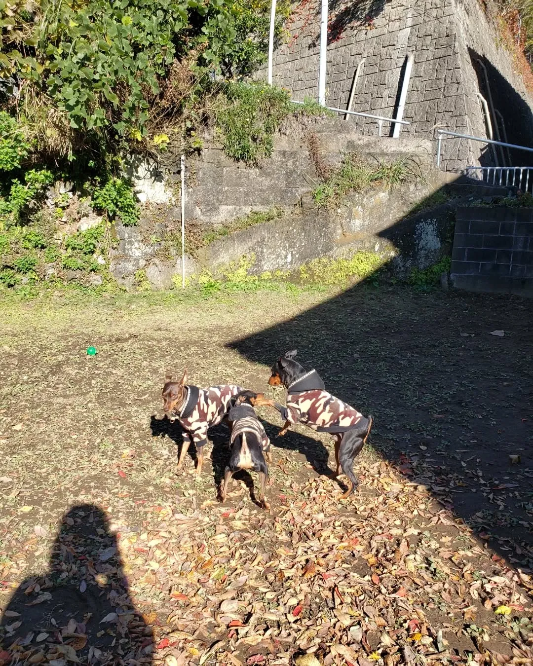 良いお天気でお散歩行ってランで遊んだわんこさん♥️