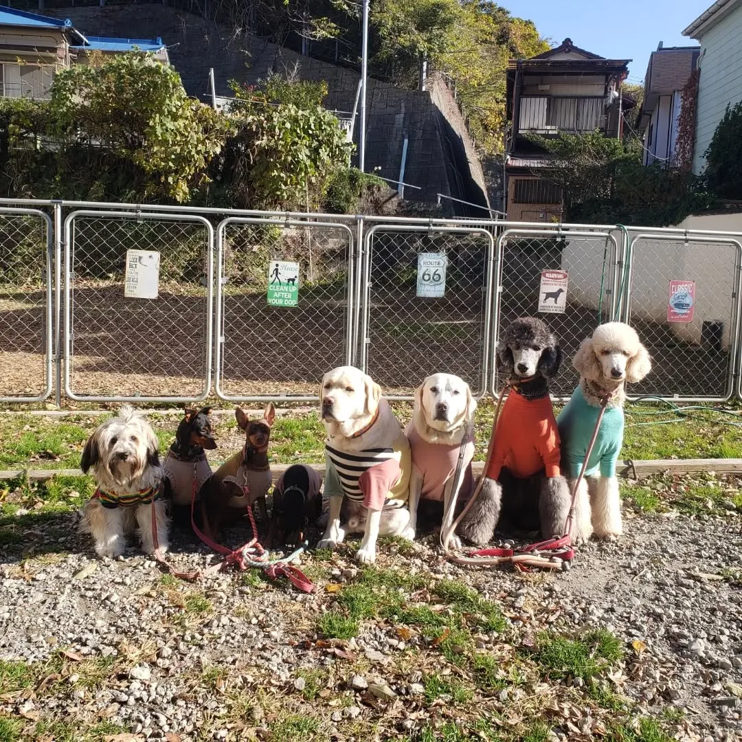 朝はお散歩に行った後ランで遊ぶわんこさん💓