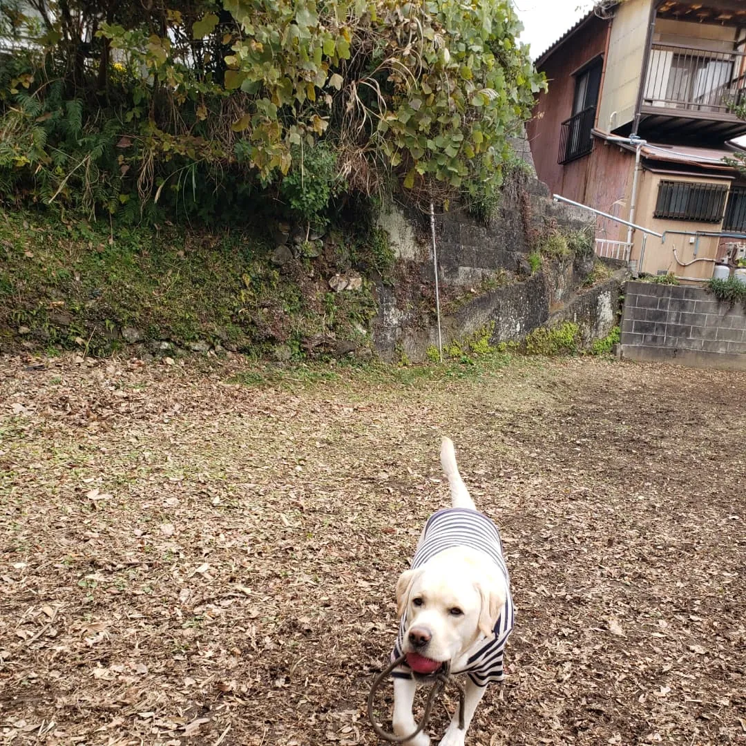 おっきいわんこさんとロデイ♥️