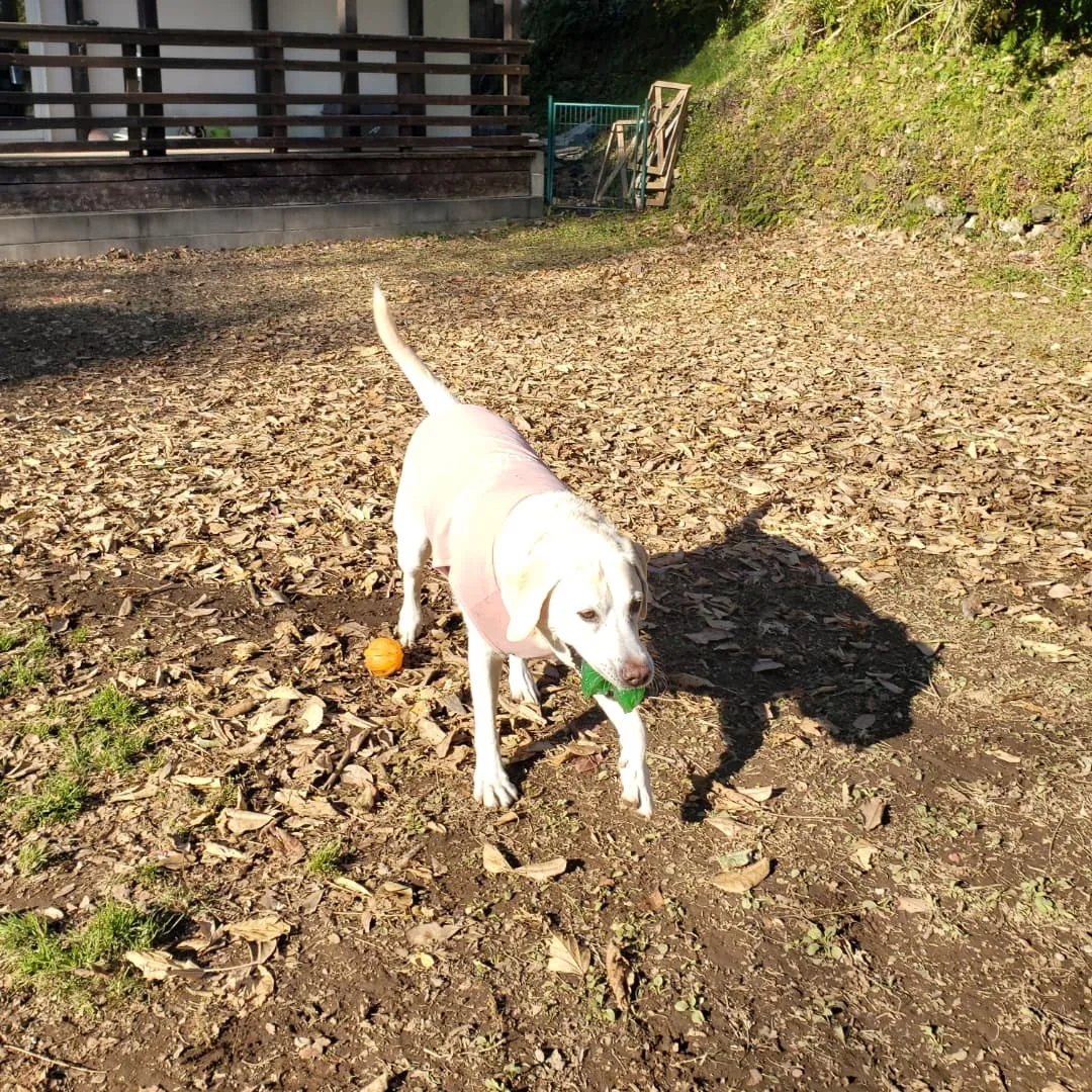 元気に遊ぶわんこさん♥️