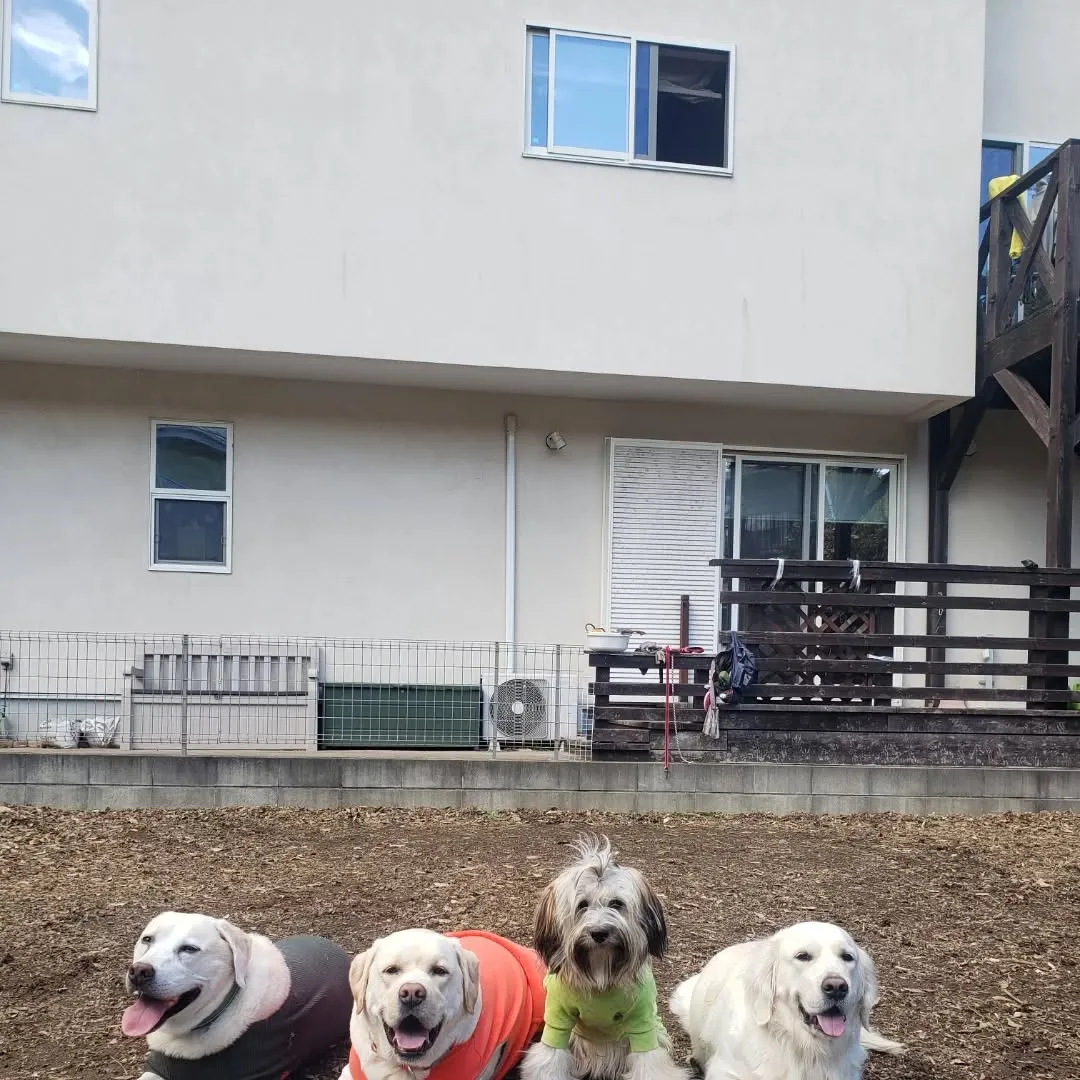 ランで楽しく遊ぶわんこさん💓