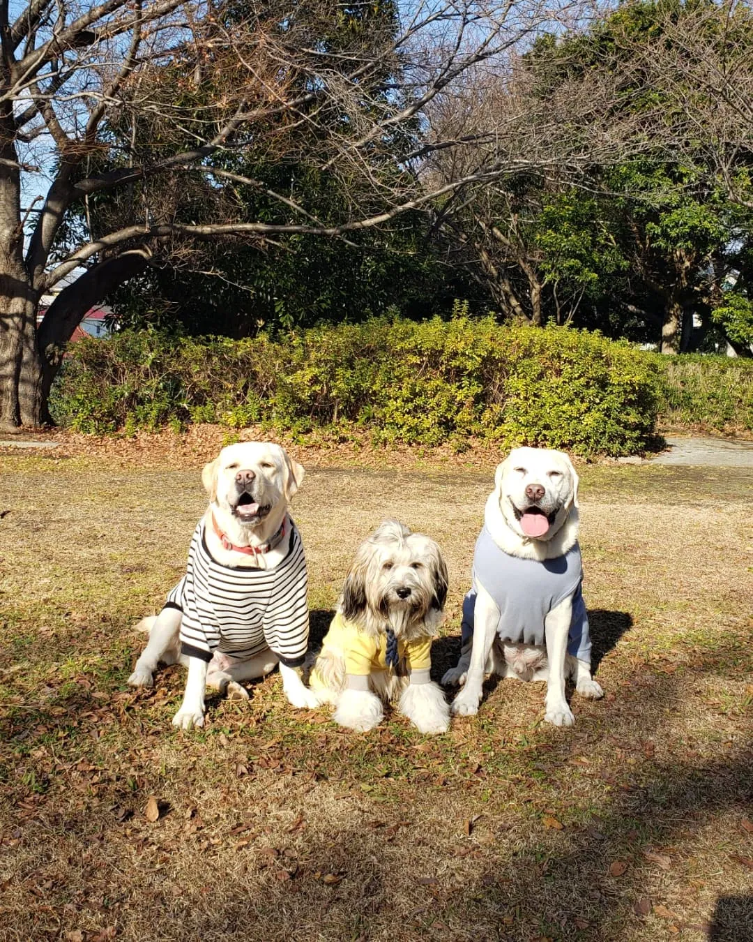 今日はいいお天気になりました🎵