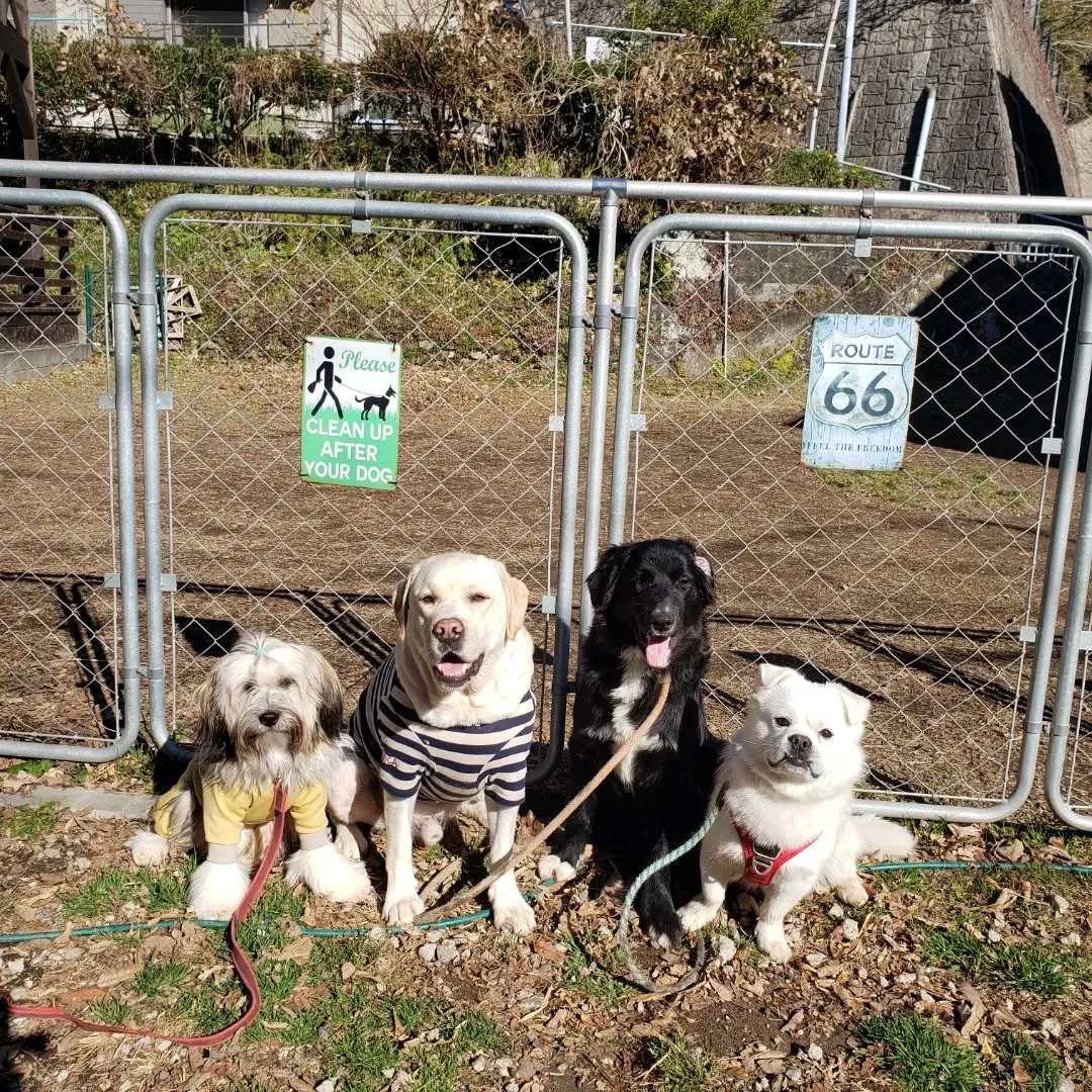 今日から幼稚園に来てくれたベル君とグリ君💓