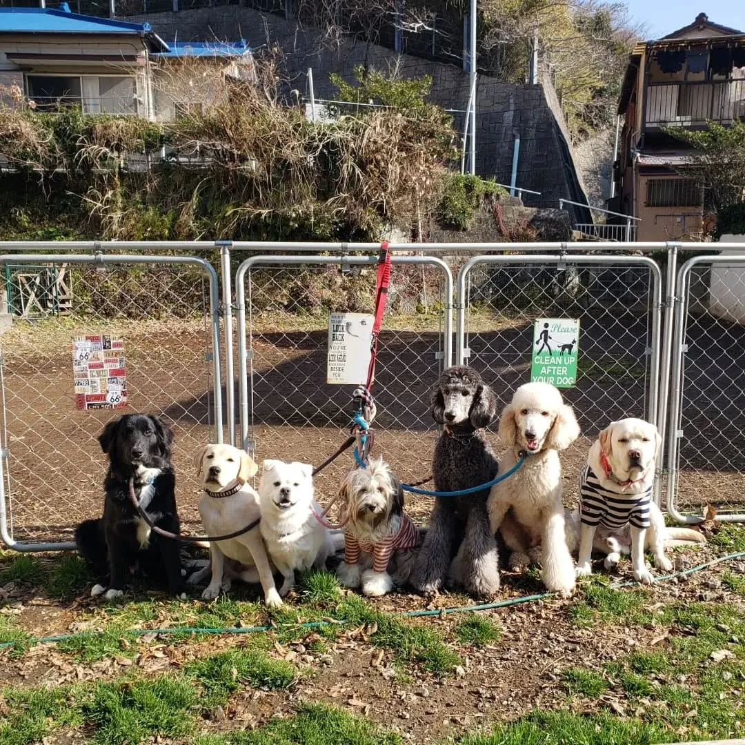 みんなでたくさんお散歩行っていっぱい遊びました🎵