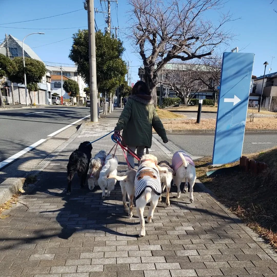 朝はみんなでお散歩へ♪