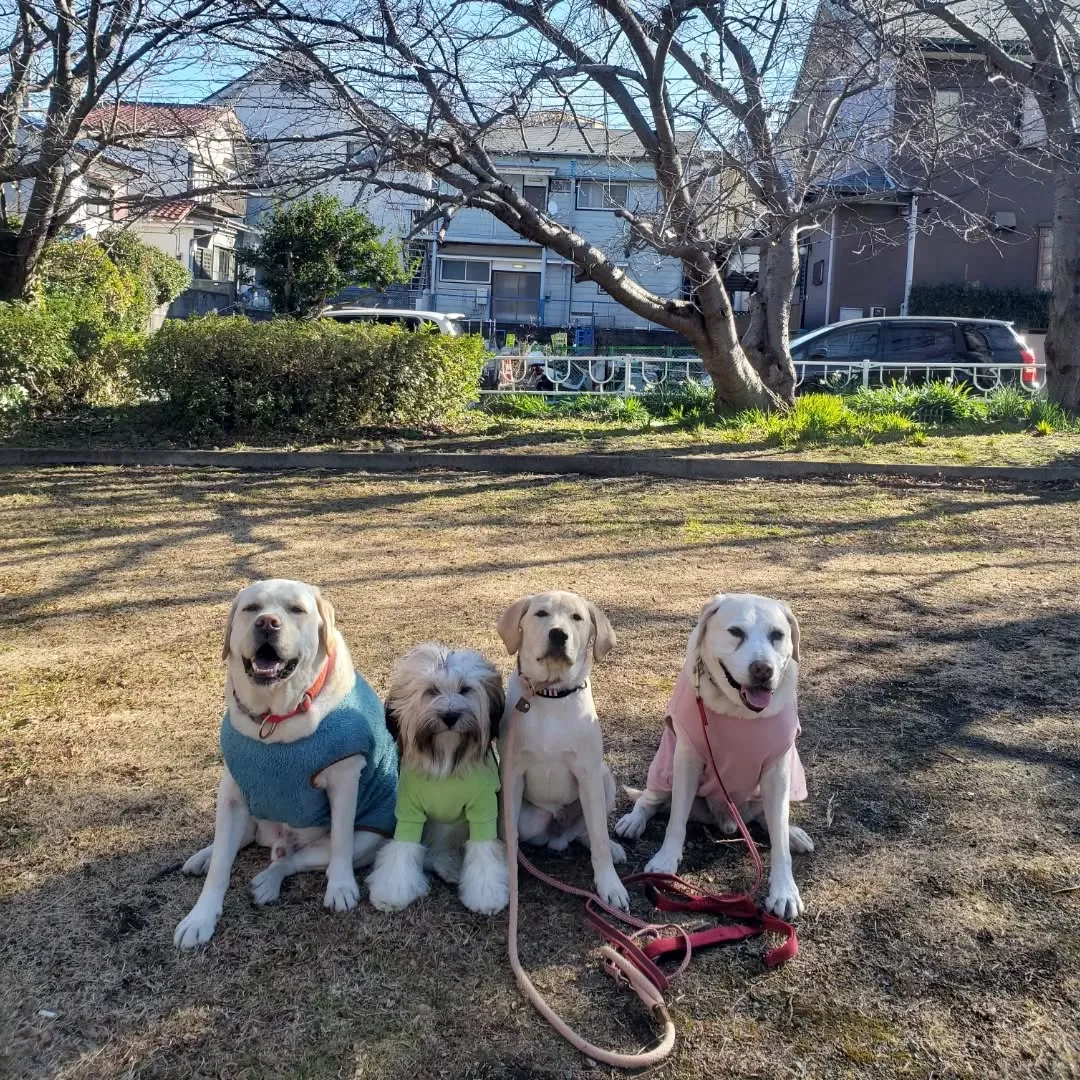 ラブが3ぴきとロデイ💓