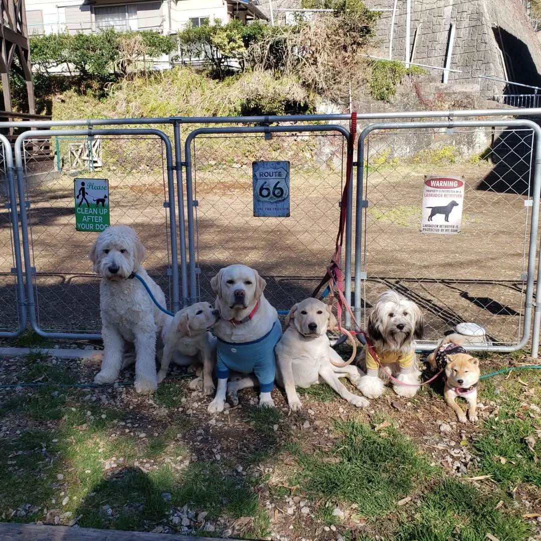 良いお天気になってランで遊ぶわんこさん♥️