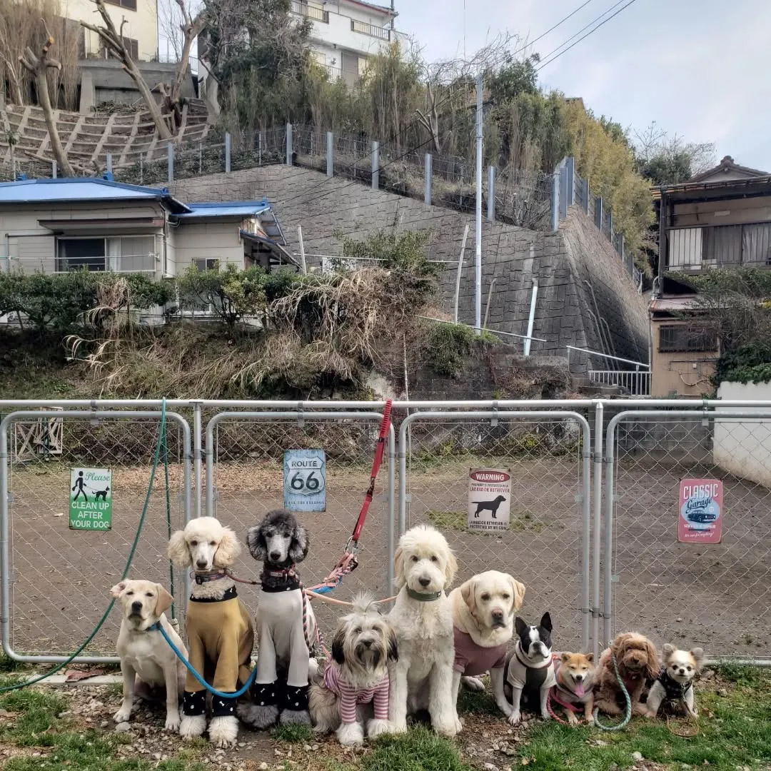 小型犬のチワワから大型犬まで体重差35キロ！