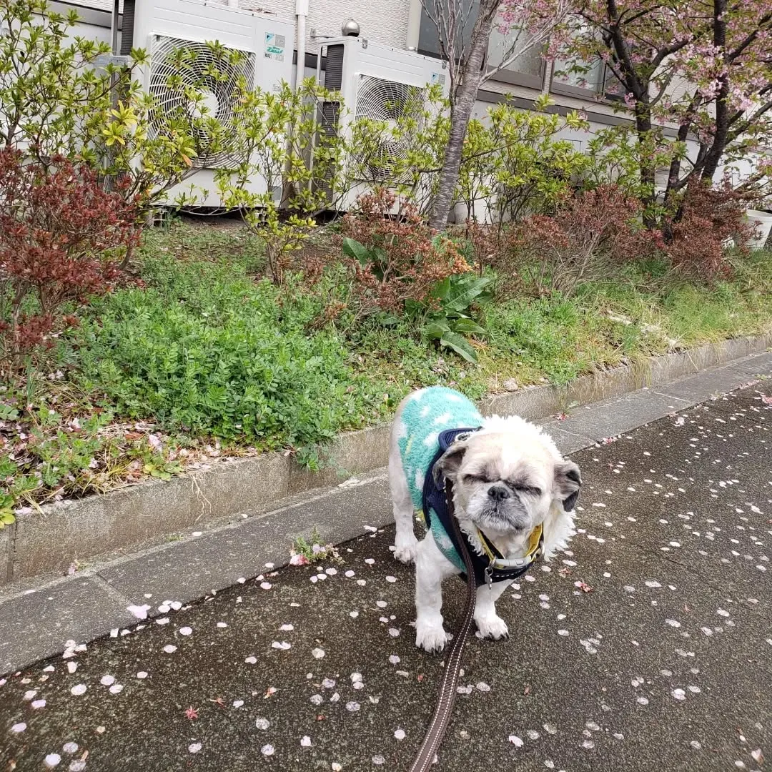 寒い中、お散歩へ行ってきました♪