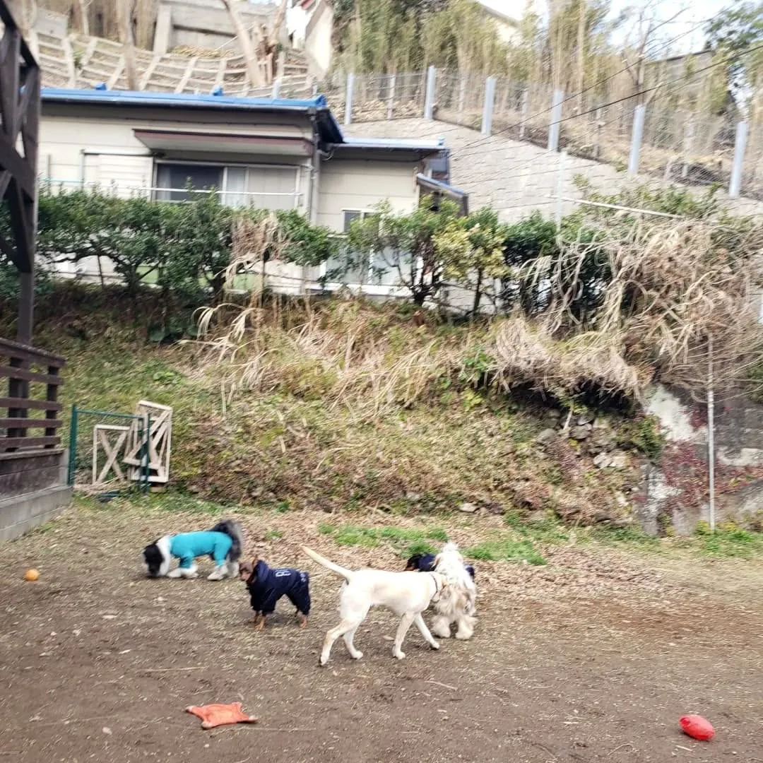 昨日は雪☃️になるかと思いましたがなんとか降りませんでした。