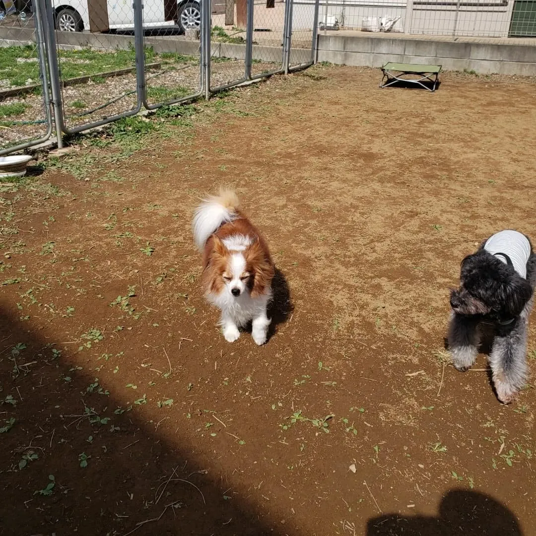 朝はみんなでお散歩へ🎶