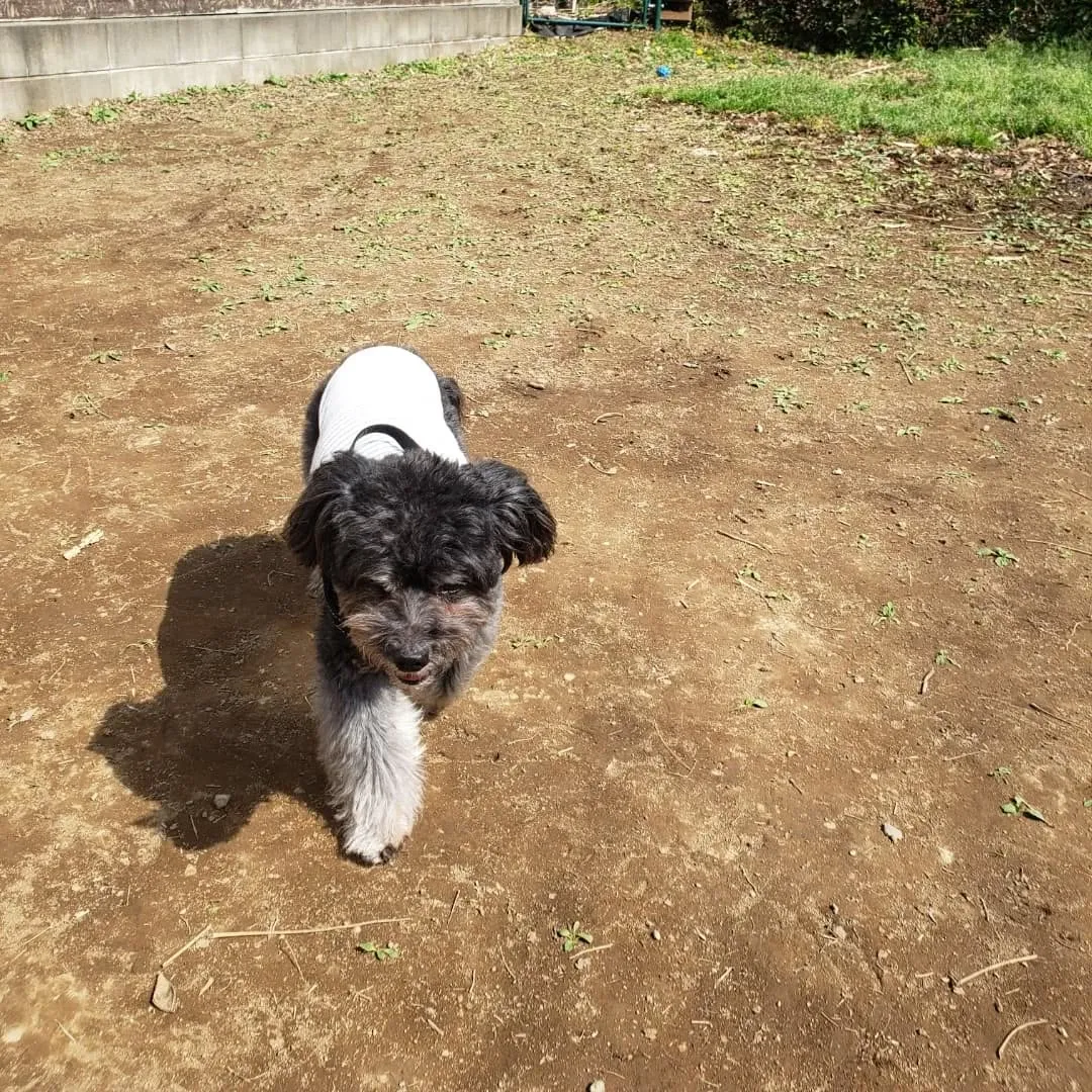 朝はみんなでお散歩へ🎶