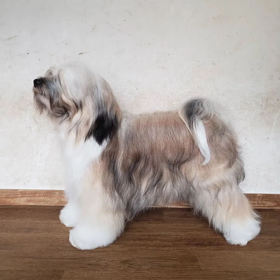 ロデイのシャンプーday♥️