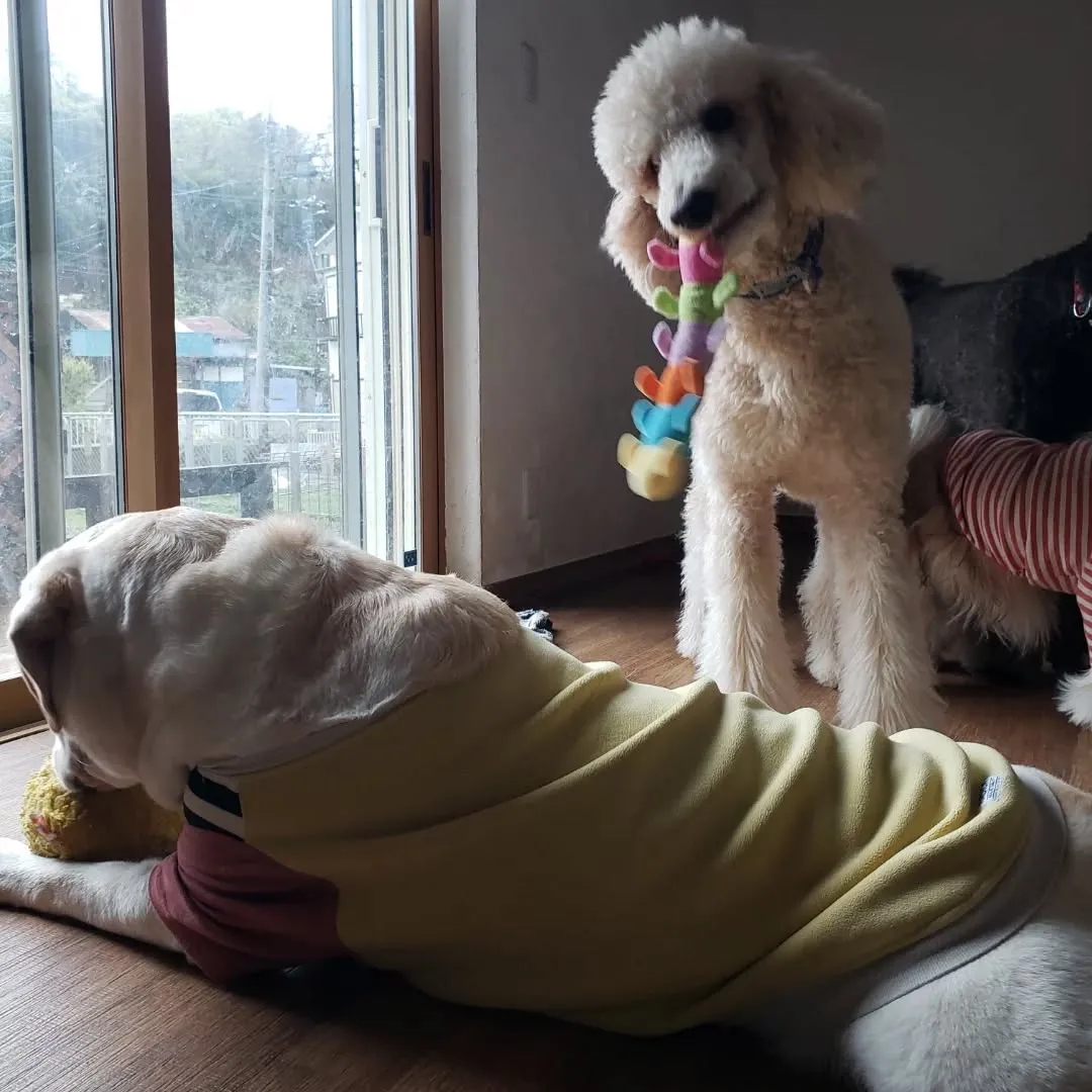 4月になりましたが生憎の☔