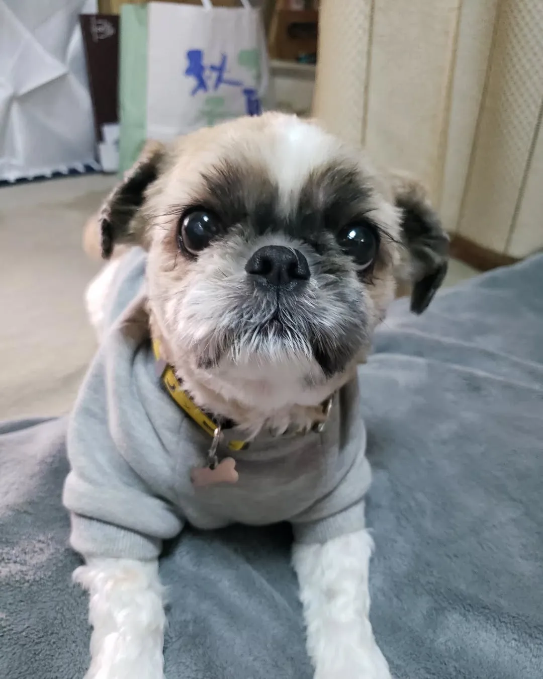 ダイちゃんのお散歩行ってきました🎵