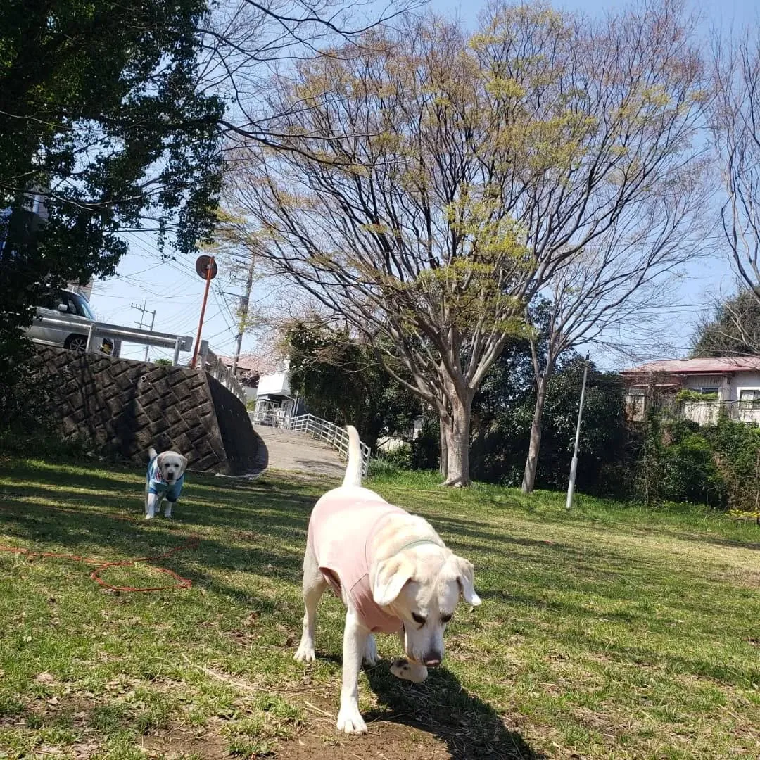 よいお天気になったので公園へ🎵