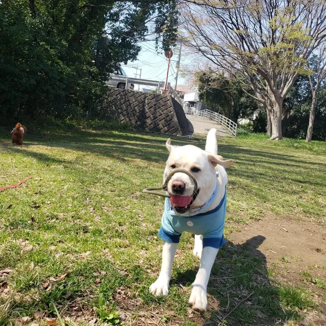 よいお天気になったので公園へ🎵