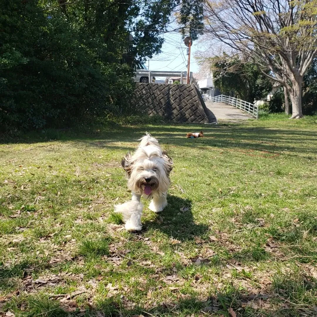 よいお天気になったので公園へ🎵