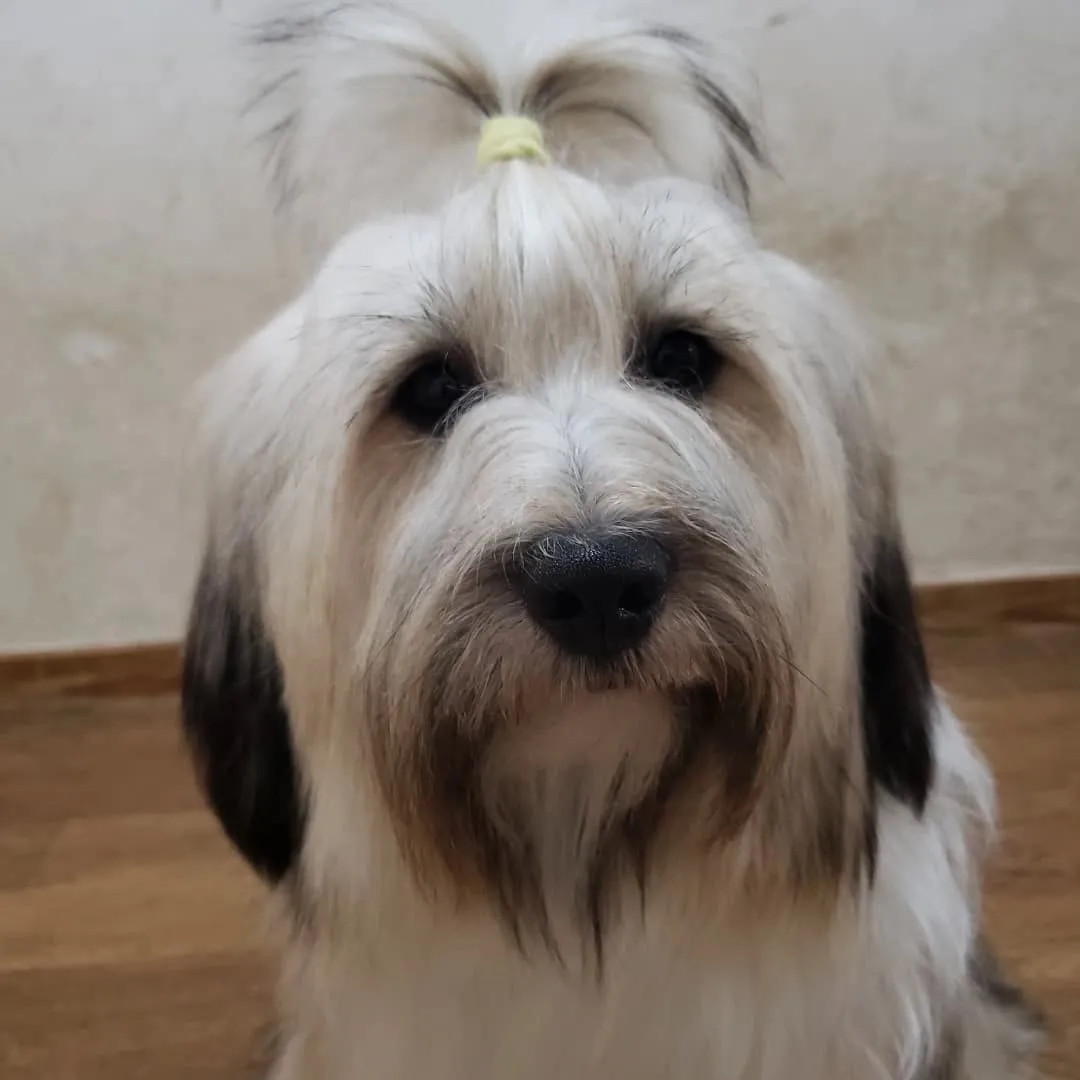 海に入ったのでシャンプーしました😊