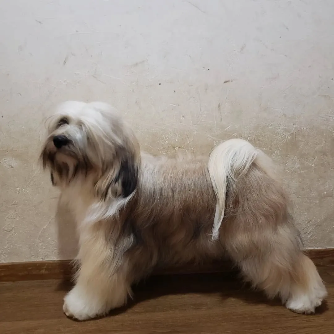 海に入ったのでシャンプーしました😊