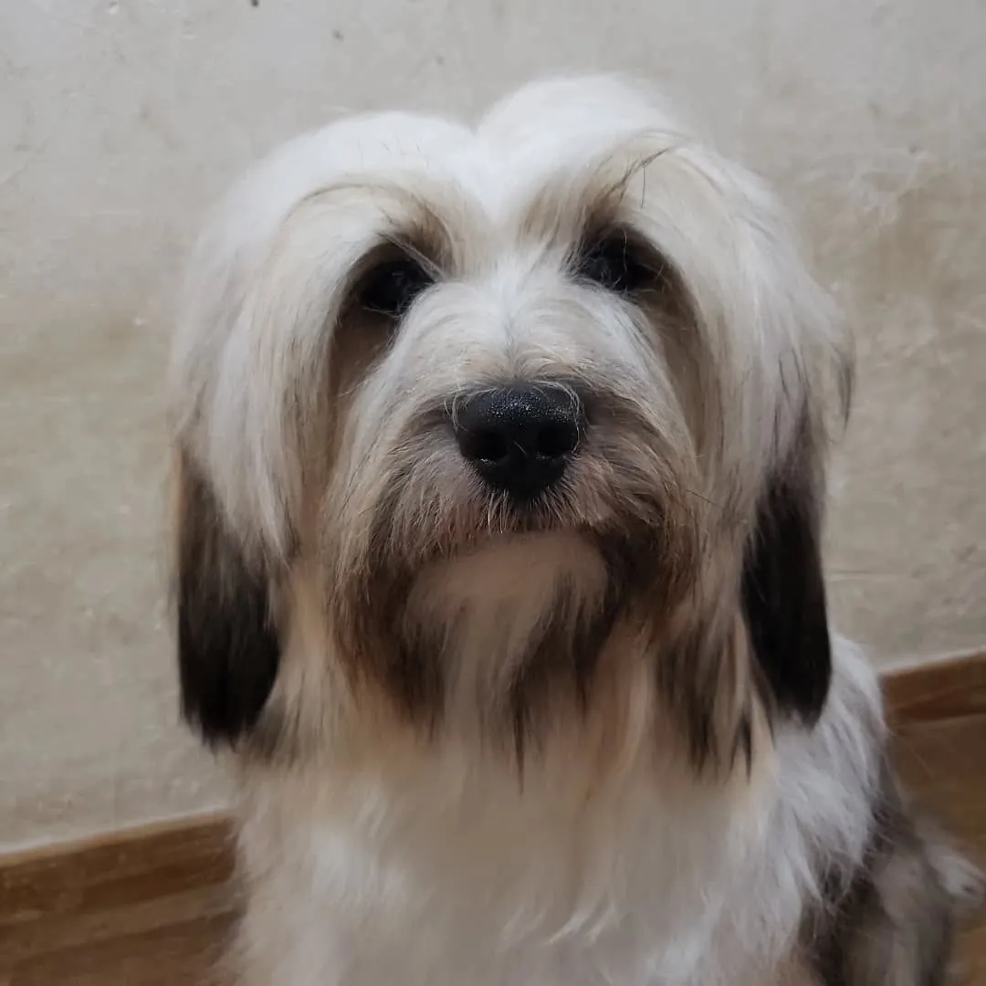 海に入ったのでシャンプーしました😊