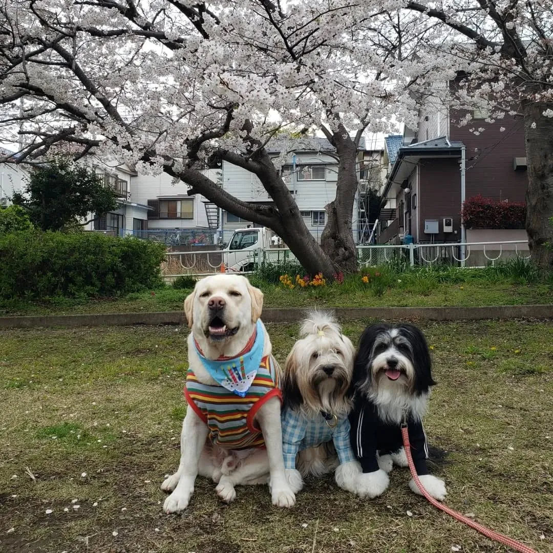 午後から雨が降る予報なので降る前にお散歩に行ってきました😊