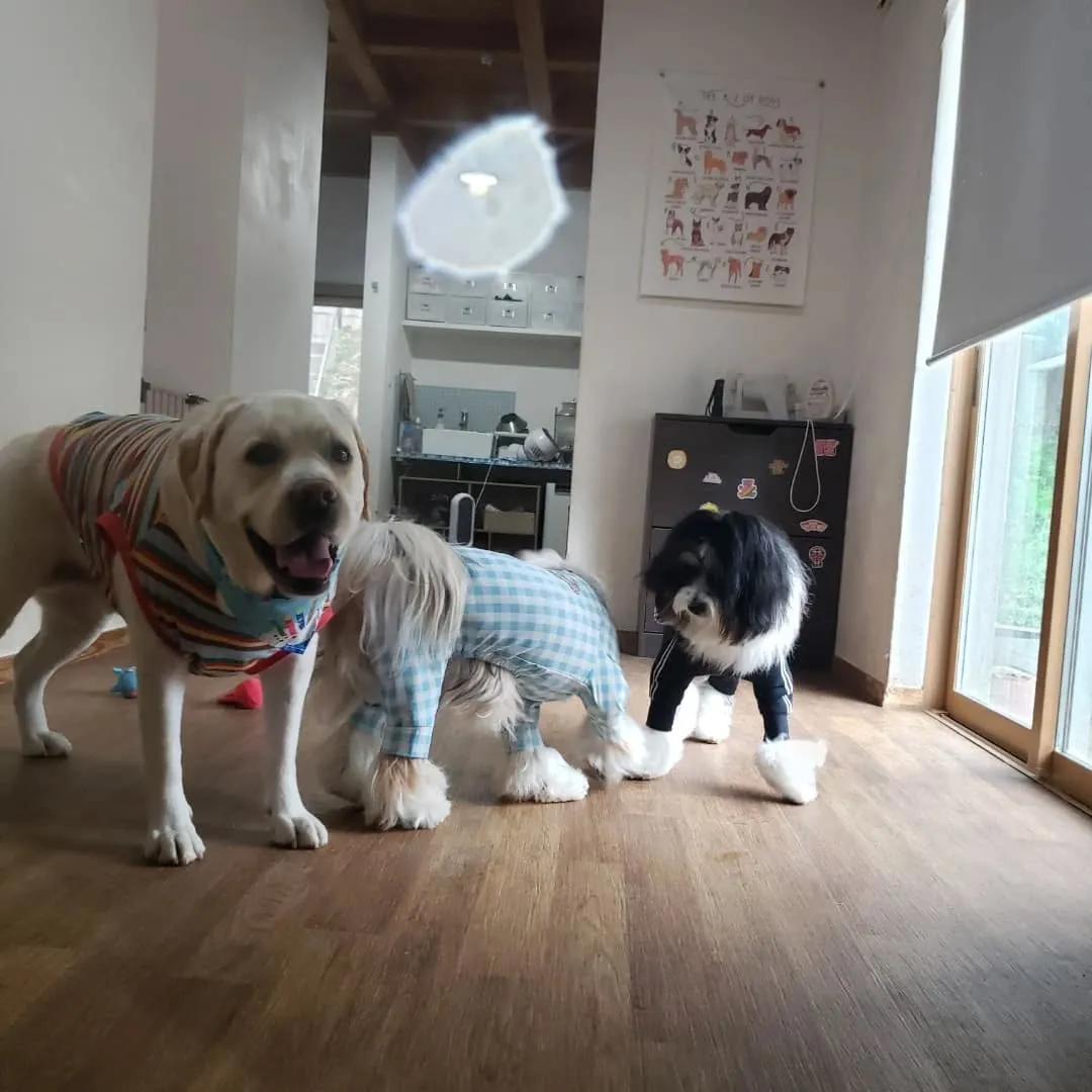 午後から雨が降る予報なので降る前にお散歩に行ってきました😊