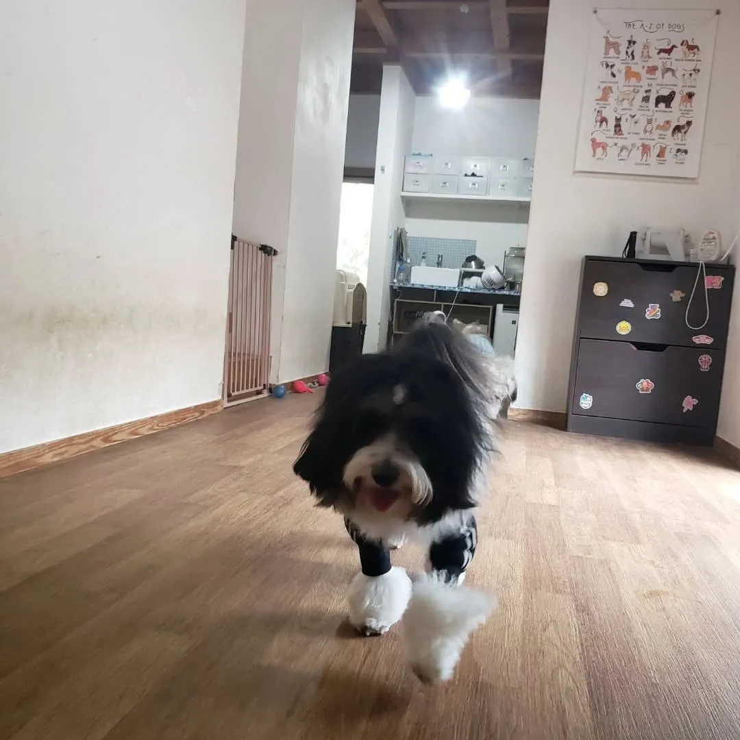 午後から雨が降る予報なので降る前にお散歩に行ってきました😊