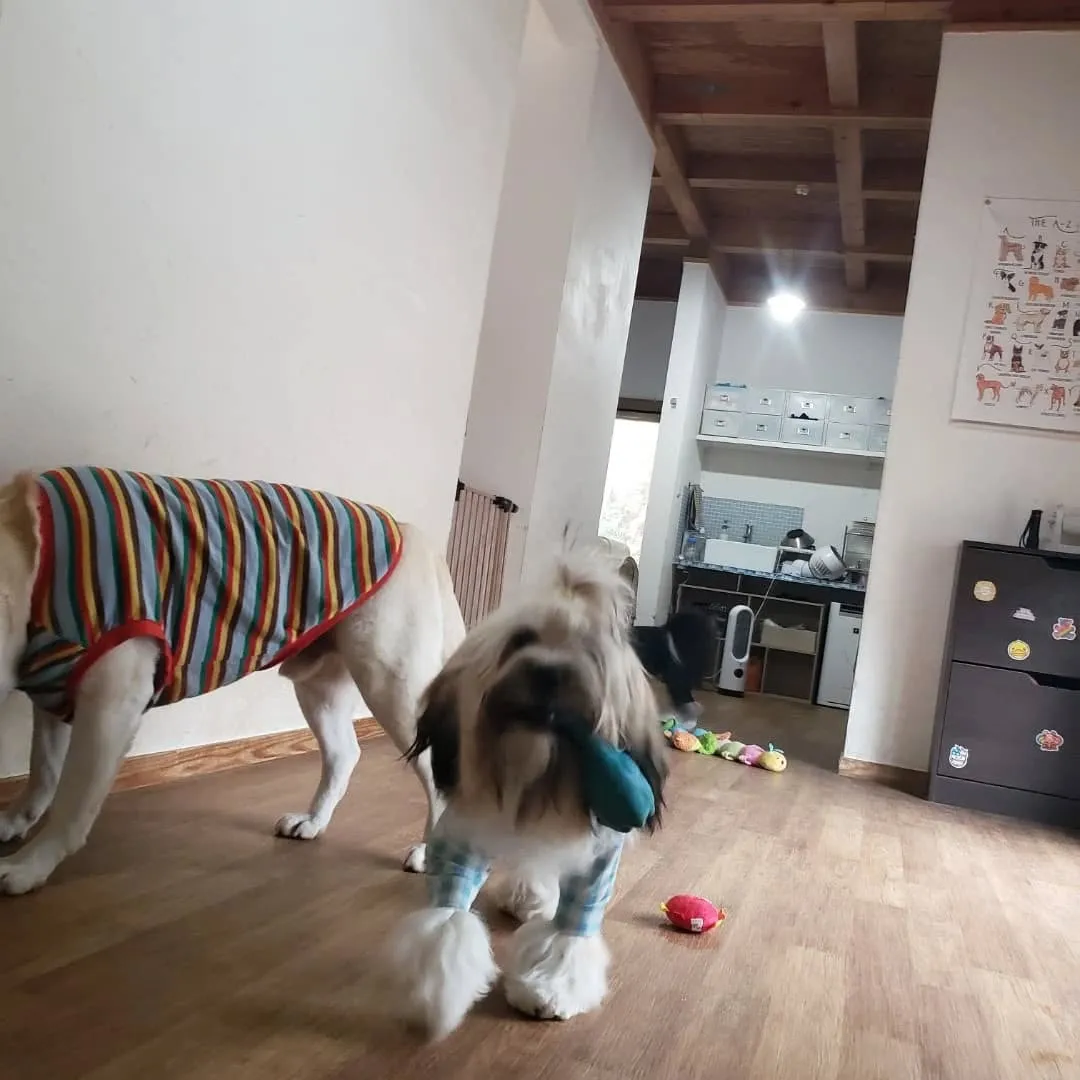 午後から雨が降る予報なので降る前にお散歩に行ってきました😊