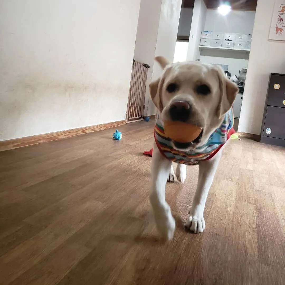 午後から雨が降る予報なので降る前にお散歩に行ってきました😊