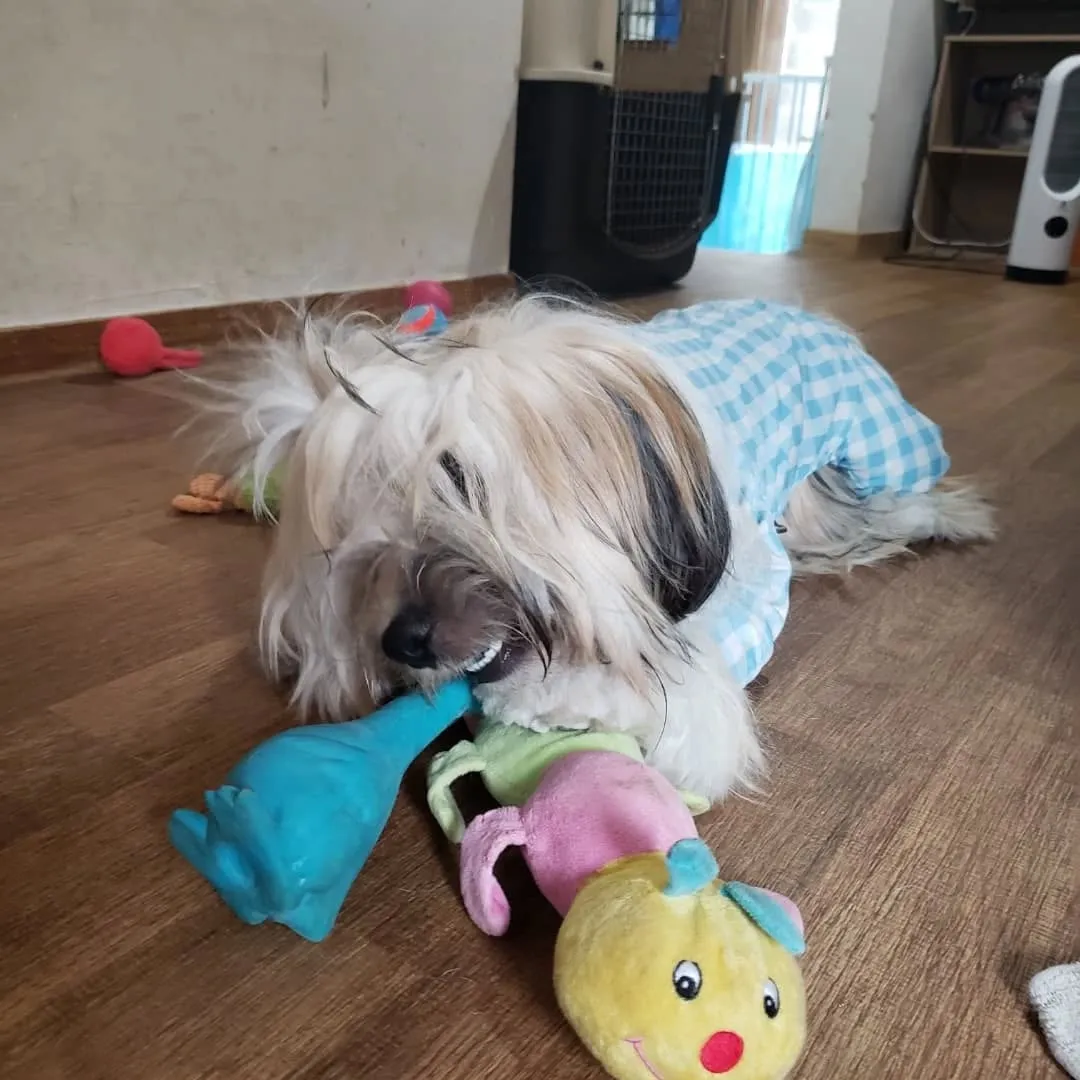 午後から雨が降る予報なので降る前にお散歩に行ってきました😊