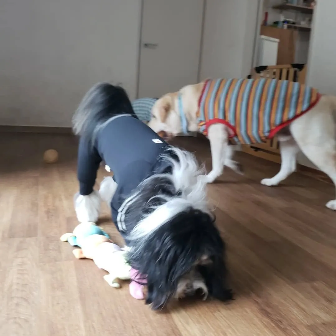 午後から雨が降る予報なので降る前にお散歩に行ってきました😊