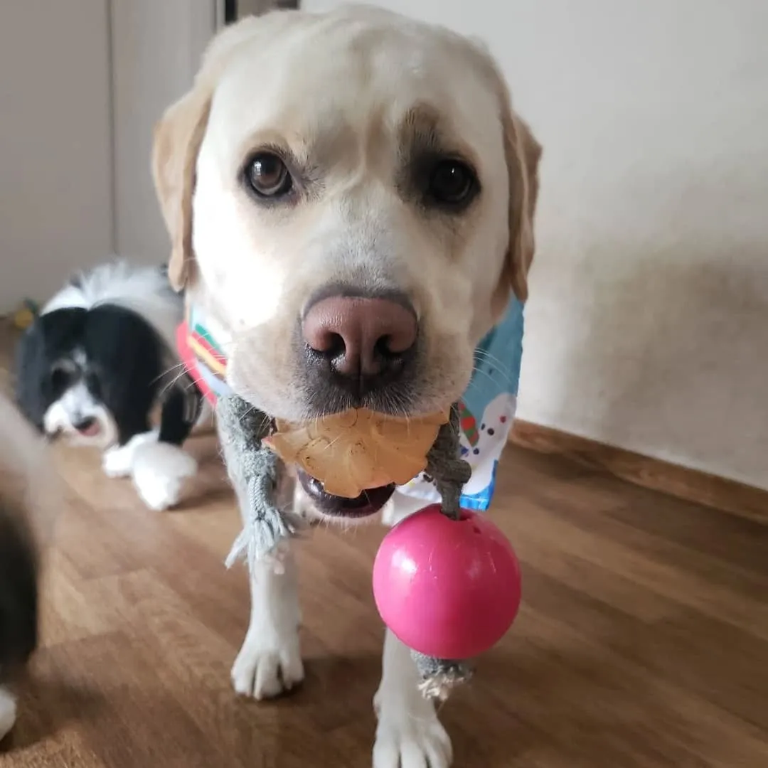 午後から雨が降る予報なので降る前にお散歩に行ってきました😊