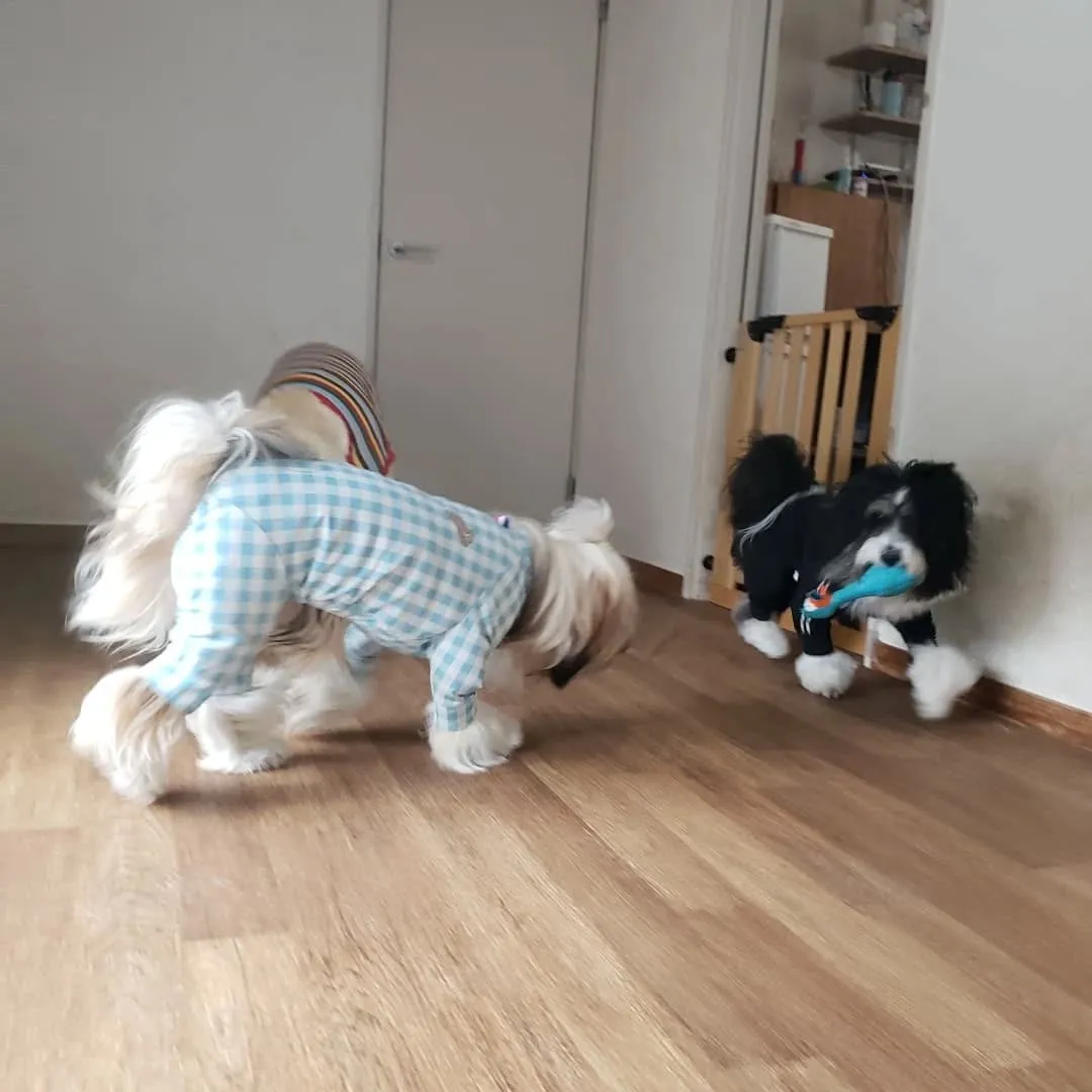 午後から雨が降る予報なので降る前にお散歩に行ってきました😊