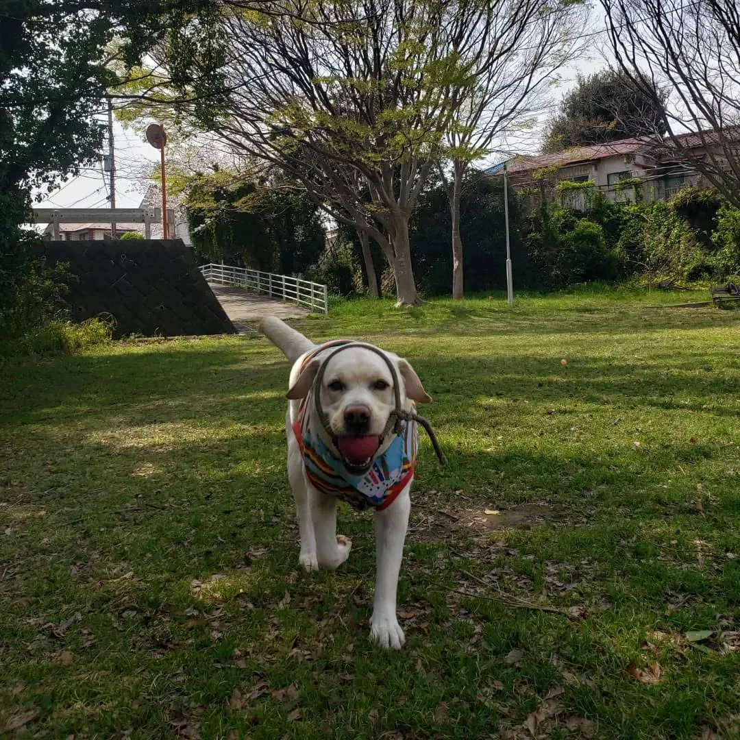 良いお天気なので公園へ♪