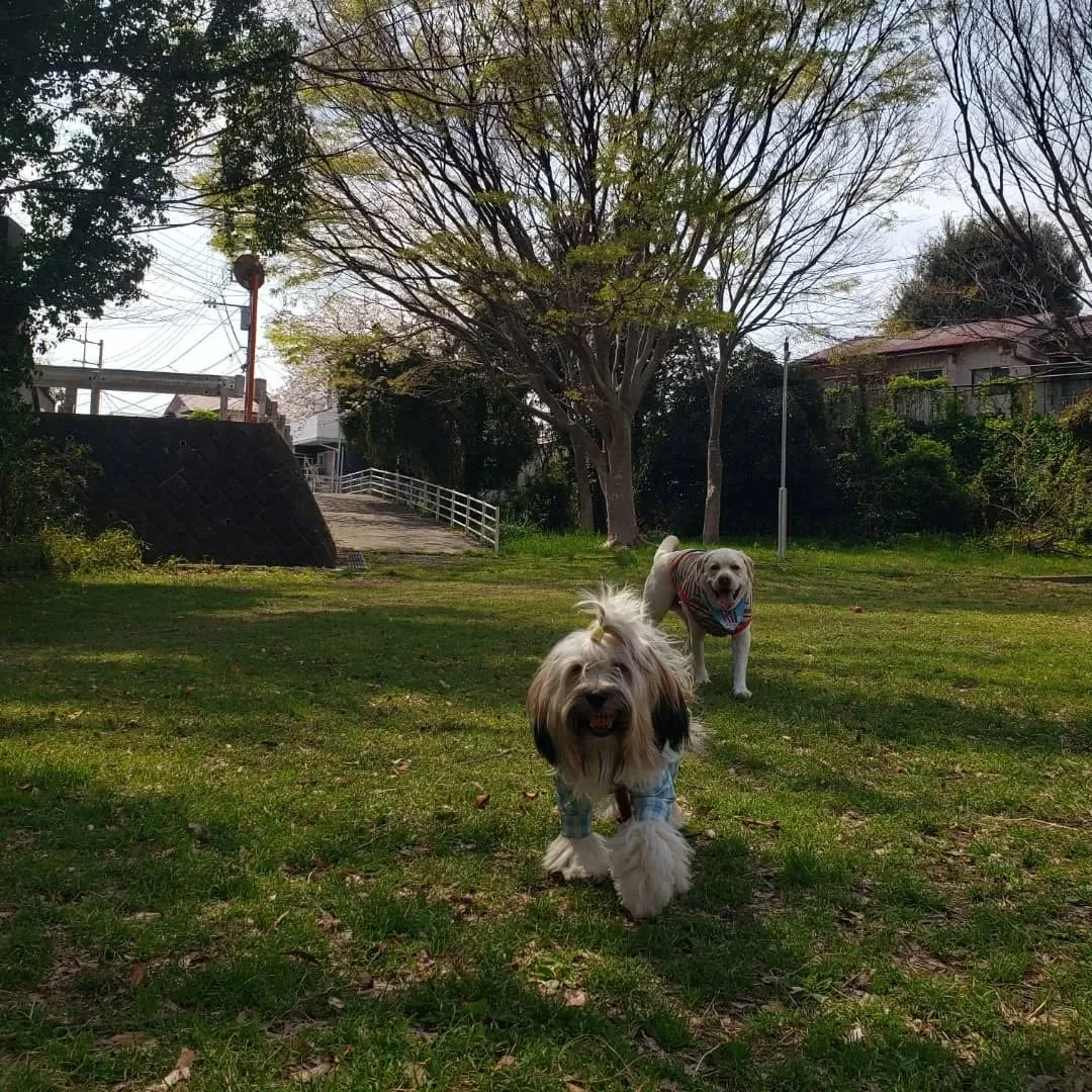 良いお天気なので公園へ♪