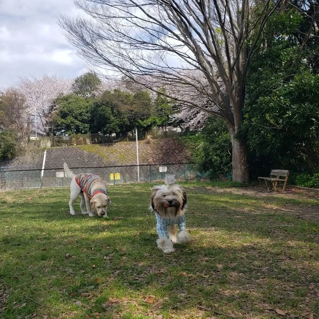 良いお天気なので公園へ♪