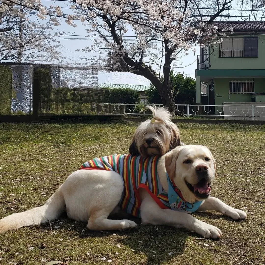 良いお天気なので公園へ♪